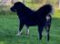Tibetansk mastiff Diva