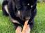 Tibetansk mastiff Diva