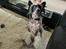 Chinese crested hårløs Sully
