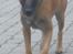 Malinois IGP3 Esh Codi-Fin 