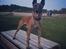 Malinois IGP3 Esh Codi-Fin 