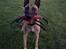 Malinois IGP3 Esh Codi-Fin 