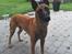 Malinois IGP3 Esh Codi-Fin 