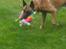 Malinois IGP3 Esh Codi-Fin 