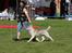 Siberian husky Mesmocan Red Sixteen (Luna) 
