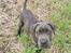 Cane corso Blue