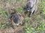 Cane corso Blue