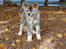 Akita inu Sachihiro Go - lige knap 12 uger gammel 