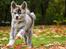 Akita inu Sachihiro Go