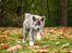 Akita inu Sachihiro Go