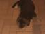 Schæferhund Sofus 