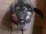 Schæferhund Sofus 