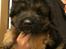 Schæferhund Sofus 