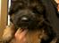 Schæferhund Sofus 