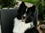 Islandsk fårehund Ivaldi R. I. P 22-12-2023 - Ivaldi 2020