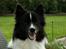Islandsk fårehund Ivaldi R. I. P 22-12-2023
