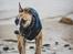Whippet Dobby