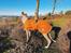 Whippet Dobby