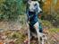 Whippet Dobby