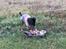 Dobermann Penny von Engelhardt - Penny 9 uger og Kitty