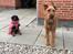 Dobermann Penny von Engelhardt - Penny 9 uger og Clinton