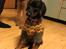 Dobermann Penny von Engelhardt - Penny 8½ uge