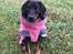 Dobermann Penny von Engelhardt - Penny 9½ uge