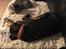 Dobermann Penny von Engelhardt - Penny 10½ slumre i sofaen sammen med Kitty