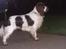 Engelsk springer spaniel Jackson 
