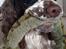 Engelsk springer spaniel Jackson 
