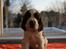 Engelsk springer spaniel Jackson 