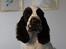 Engelsk springer spaniel Jackson 