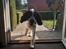 Engelsk springer spaniel Jackson 