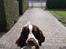 Engelsk springer spaniel Jackson 