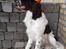 Engelsk springer spaniel Jackson 