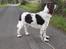Engelsk springer spaniel Jackson 