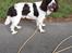 Engelsk springer spaniel Jackson 