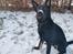 Schæferhund Bombay - Den første sne.