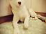 Siberian husky Mesmocan Red Sixteen (Luna) 
