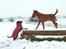 Dobermann Penny von Engelhardt - Penny 11 uger i sneen med Clinton