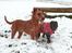 Dobermann Penny von Engelhardt - Penny 11 uger i sneen med Clinton
