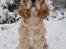 Amerikansk cocker spaniel Viggo Pedersen 