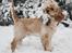 Amerikansk cocker spaniel Viggo Pedersen 