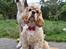 Amerikansk cocker spaniel Viggo Pedersen 