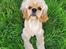 Amerikansk cocker spaniel Viggo Pedersen 