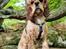 Amerikansk cocker spaniel Viggo Pedersen 