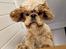 Amerikansk cocker spaniel Viggo Pedersen 