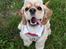Amerikansk cocker spaniel Viggo Pedersen 