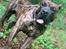 Dogo canario Chino