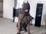 Dogo canario Chino